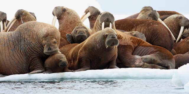 July 17, 2012: Adult female walruses on an ice flow with young walruses in the Eastern Chukchi Sea, Alaska.