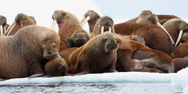 July 17, 2012: Adult female walruses on an ice flow with young walruses in the Eastern Chukchi Sea, Alaska.