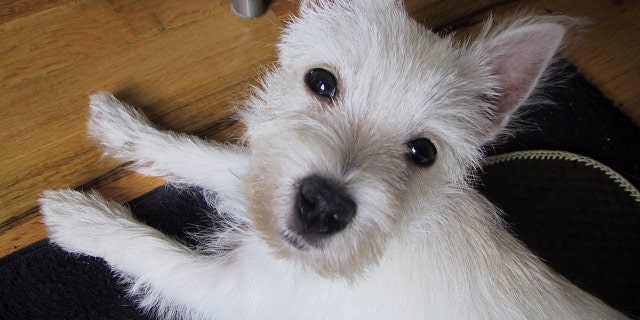 Dog walkers don't always have it so easy, and Aretha is proof: This 14-year-old West Highland Terrier refuses to go more than a few steps outside her door.