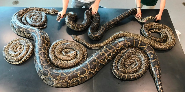Florida wildlife biologists found a breeding aggregate, or snake sex party, with seven Burmese pythons - six males and one 115-pound female.