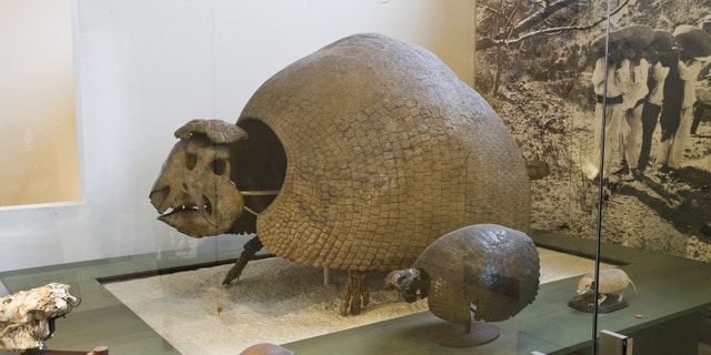The fossil of this glyptodont is on display in the Museum’s Hall of Primitive Mammals.
