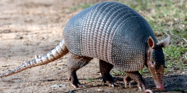 This Jan. 15, 2009 picture made available by the Texas Parks and Wildlife Department shows a nine-banded armadillo in Texas.