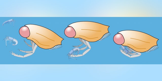 An illustration of Dollocaris using its excellent vision to catch a Jurassic-age shrimp. (Jean Vannier)