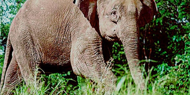 An Asian elephant.