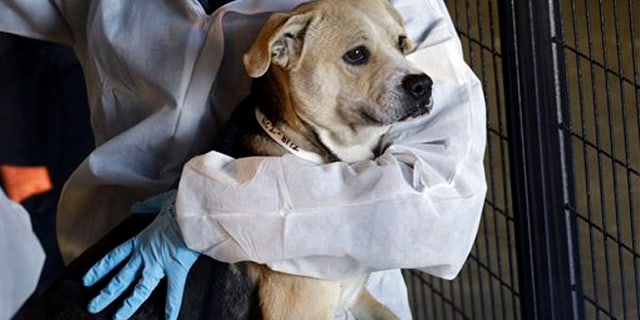 Aspca Makes Record Seizure Of 600 Animals From Nc No Kill Shelter Fox News Aspca Makes Record Seizure Of 600 Animals From Nc No Kill Shelter Fox News