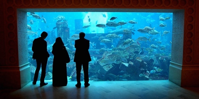 The giant tank at Atlantis the Palm Hotel in Dubai, United Arab Emirates. (Chris Jackson/Getty Images)