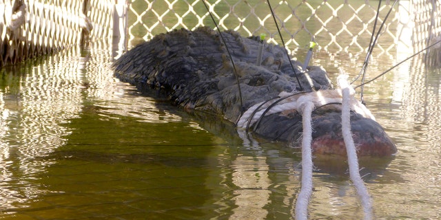 A 15-foot, 1,300-pound saltwater croc was captured in Australia.