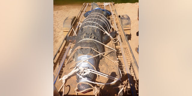 In this Monday, July 9, 2018, photo provided by the Northern Territory Department of Tourism and Culture, a large crocodile is bound on a trailer after it was captured near Katherine, Australia. Northern Territory Parks and Wildlife said in a statement on Tuesday, July 10, 2018, it had trapped the 600-kilogram (1,300-pound) reptile only 30 kilometers (19 miles) downstream from Katherine Gorge, a major tourist attraction outside the Northern Territory town of Katherine. (NT Department of Tourism and Culture via AP)
