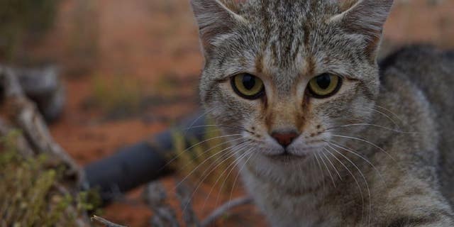 Pretty deadly: Feral cats have contributed to the extinction of dozens of Australian mammal species.