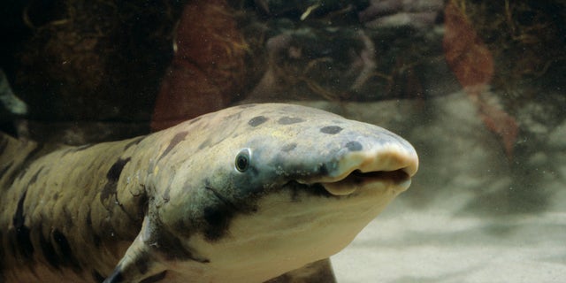 Australian lungfish,
Neoceratodus forsteri, Granddad, 1982