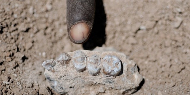 The holotype upper jaw of Australopithecus deyiremeda found on March 4, 2011, in the central Afar region of Ethiopia.
