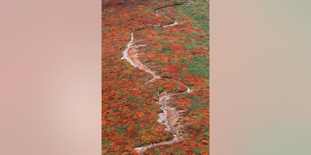 Hikers walk through autumn leaves near the summit of Mount Kurikoma in Kurihara, Miyagi Prefecture, northeastern Japan, Saturday, Oct. 8, 2011. (AP Photo/Kyodo News) JAPAN OUT, MANDATORY CREDIT, NO LICENSING IN CHINA, FRANCE, HONG KONG, JAPAN AND SOUTH KOREA