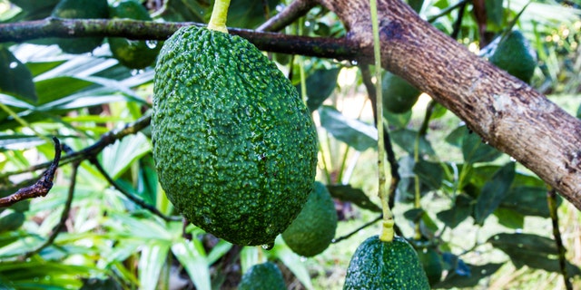 Avocados Growing on Tree in north thailand