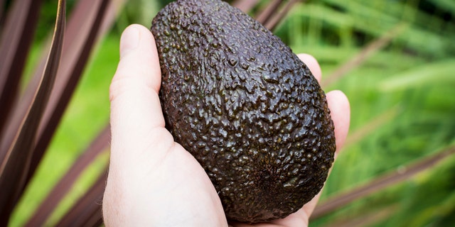 A male left hand grasping a good sized avacado fruit. Plants in background.