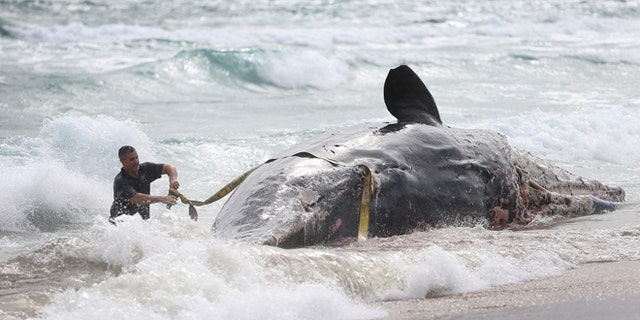 BOCA RATON, FL - JANUARY 10:  Tim Fry from the Boca Raton Ocean Rescue Team helps in the attempt to pull a dead sperm whale that appeared to have been dead for a while ashore on January 10, 2014 in Boca Raton, Florida. The whale was found this morning and officials with the Florida Fish and Wildlife Conservation Commission and the National Oceanic and Atmospheric Administration were on scene to conduct tests to try to determine the cause of death.  (Photo by Joe Raedle/Getty Images)