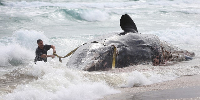 BOCA RATON, FL - JANUARY 10: Tim Fry from the Boca Raton Ocean Rescue Team helps in the attempt to pull a dead sperm whale that appeared to have been dead for a while ashore on January 10, 2014 in Boca Raton, Florida. The whale was found this morning and officials with the Florida Fish and Wildlife Conservation Commission and the National Oceanic and Atmospheric Administration were on scene to conduct tests to try to determine the cause of death. (Photo by Joe Raedle/Getty Images)