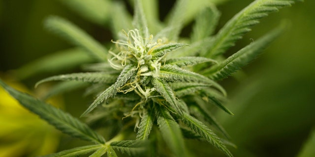 Indonesia has one of the strictest body of anti-drug laws in the world. To decriminalize marijuana for medical use would have been a disruptive shift.