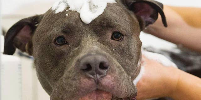 This photo taken Sept. 25, 2016, shows Bless, an American Pit Bull Terrier, being treated to a free grooming session at Pampered Pets in Montreal. A Quebec Superior Court judge temporarily suspended Montreal's pit bull ban on the same day the new law was to come into effect. The local SPCA humane society took the city to court over the ban, which place restrictions on owning a pit bull. Judge Louis Gouin on Monday, Oct. 3 2016, suspended the parts of the animal control law that deal with pit bull-type dogs until Wednesday evening while he evaluates the SPCA's request. (Graham Hughes/The Canadian Press via AP)