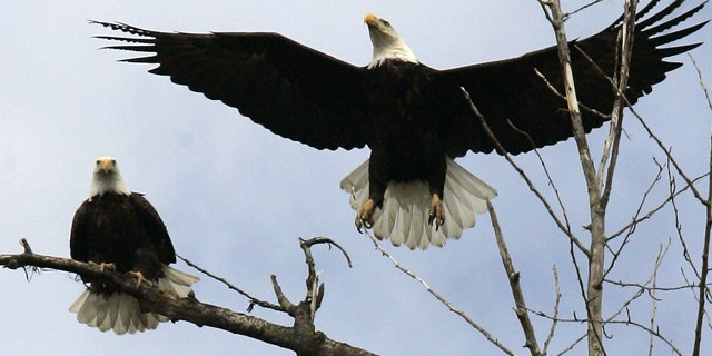 FILE: A bald eagle takes flight from a tree overlooking the Kootenai River near Bonners Ferry, Idaho.