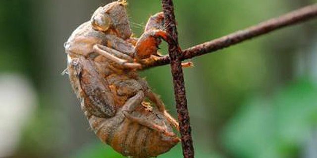 A cicada, big, noisy bugs that climb out of the earth about every decade and a half.