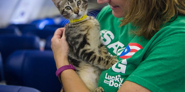 southwest airlines pet policy dogs