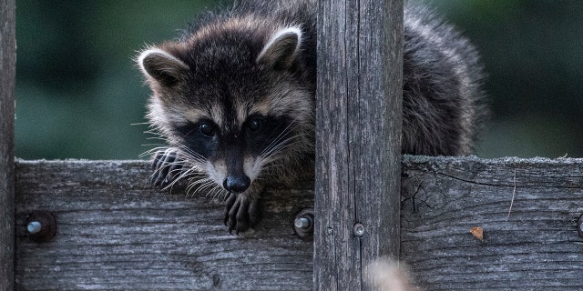 In this July 4, 2018 photo a raccoon sits on a fence in Prietzen, eastern Germany. (Paul Zinken/dpa via AP)