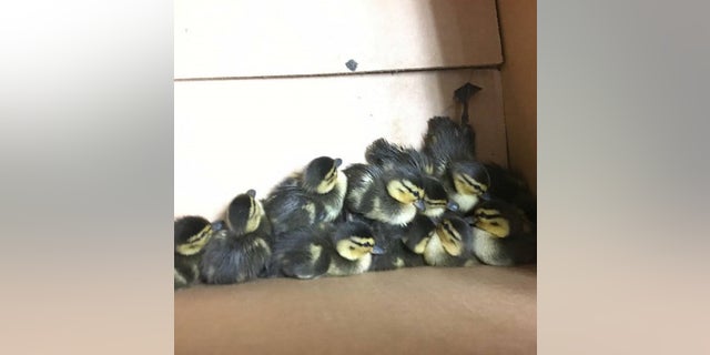 A dozen ducklings were saved last week from a sewer grate by police officers, Maine authorities have shared.