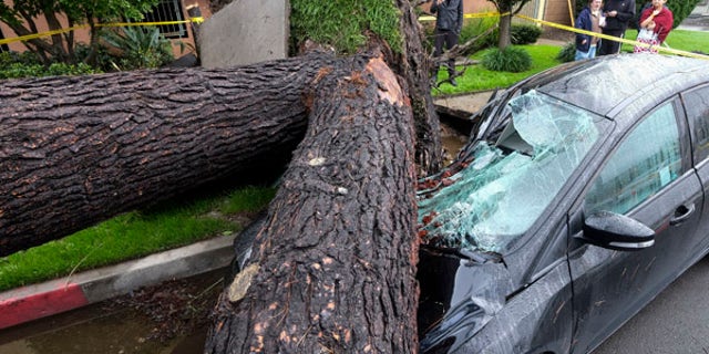 A fallen tree crushes a car outside a residence on Saturday, Feb. 18, 2017, in Sherman Oaks section of Los Angeles. A huge Pacific storm parked itself over Southern California and unloaded, ravaging roads and opening sinkholes. (AP Photo/Ringo H.W. Chiu)