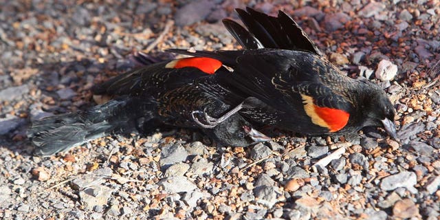Jan. 2: Dead birds lie on the ground after being thrown off the roof of a home by a worker in Beebe, Ark.