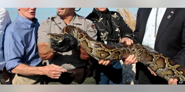 Jan. 17, 2012: Secretary of Interior Ken Salazar, right, Ron Bergeron, second from left, of the Fish and Wildlife Service, National Park Service Supervisor Ranger Al Mercado, second from left, and Sen. Bill Nelson, D-Fla., left,hold a 13-foot python in the Everglades, Fla. (AP Photo/Alan Diaz)