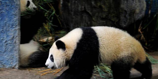 Thai panda Linping, pictured in an enclosure at Chiang Mai zoo, on September 19, 2010