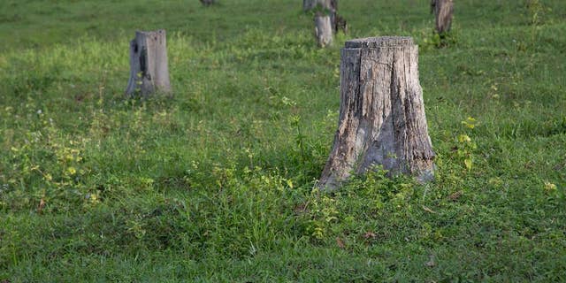 In this June 25, 2016, photo, tree stumps form a landscape in what use to be a forest in Chaung Gwet, in northern Sagaing division, Myanmar. (AP Photo/Gemunu Amarasinghe)