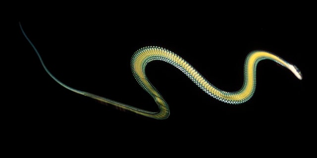 The paradise tree snake undulates mid-flight.