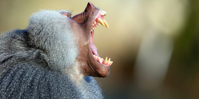 A baboon yawns in his enclosure while sitting in the sun at the Hellabrunn zoo in Munich November 19, 2012. (REUTERS/Michael Dalder)