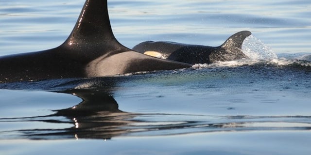 The new baby orca swims alongside its presumed mother.