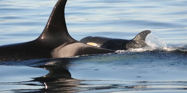 The new baby orca swims alongside its presumed mother.