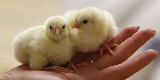 One-day old chicks are held in a hand. (REUTERS/Vasily Fedosenko)