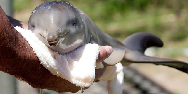 A wildlife conversationalist rescues a baby La Plata dolphin in Uruguay.