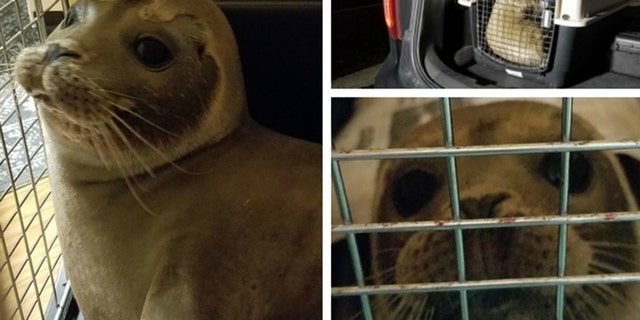 A baby seal was found wandering on a Massachusetts highway before officials rescued and returned the pup back to the ocean.