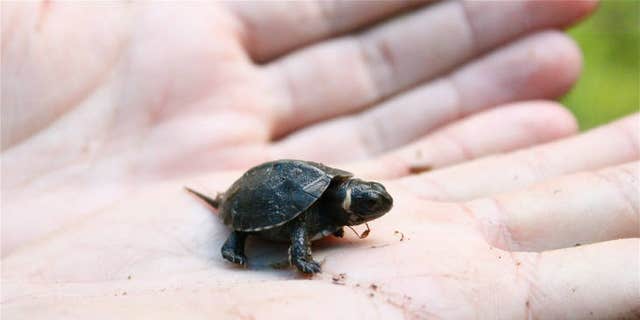 Scientists are watching baby turtles from space | Fox News