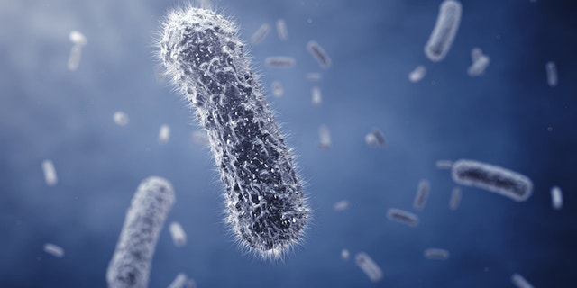 A study found that people with chronic fatigue syndrome had higher levels of certain gut bacteria and lower levels of others compared to healthy people who didn't have the condition.