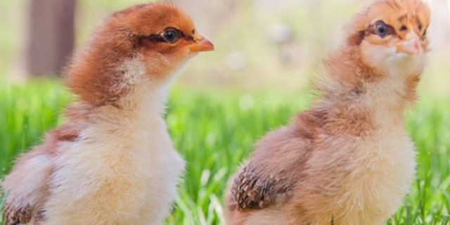 More than 200 cases of salmonella infections across the U.S. have been linked to contact with live backyard poultry, the Centers for Disease Control and Prevention reported.