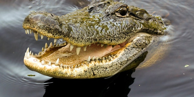 Nearly 300 crocodiles were slaughtered after a local villager was killed in an attack at a breeding sanctuary.