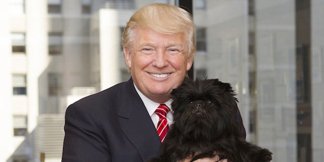 In this February 2013 photo provided by Lisa Croft-Elliott, Donald Trump holds Banana Joe, the affenpinscher who had just won best in show at the Westminster Kennel Club dog show, at Trump Tower, in New York.
