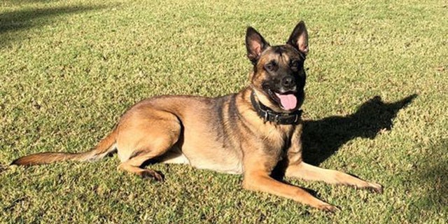 Bane served on the Phoenix K-9 unit for about two years.