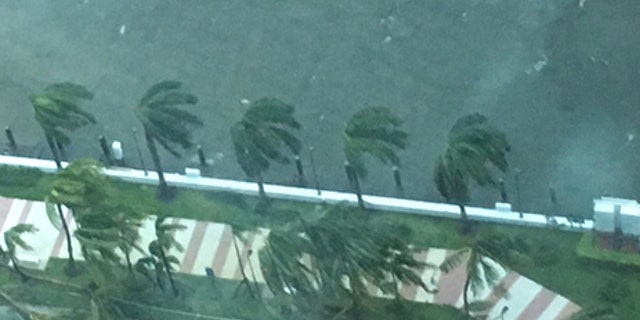 Palm trees violently swaying in the hurricane.