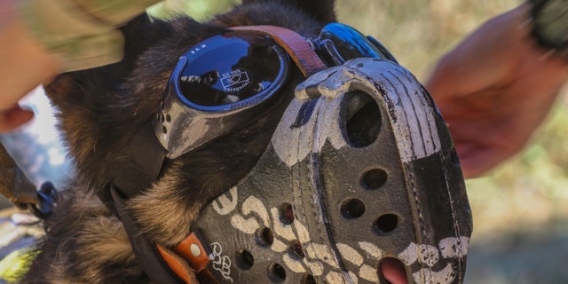 File photo - Staff Sgt Buri, a Military Working Dog for the 131st Military Working Dog Detachment, 709th Military Police Battalion, 18th Military Police Brigade out of Grafenwoehr, Germany, dons K9 eye protection or “Doggles” to protect his eyes from flying debris created by the winds of the Medevac helicopter during K9 hoist training August 1, 2017 on Camp Bondsteel, Kosovo. (U.S. Army photo by Staff Sgt. Nicholas Farina)