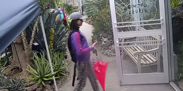Police in Cincinnati are looking for this woman who they say was caught on video surveillance stealing a rare butterfly from the Krohn Conservatory.