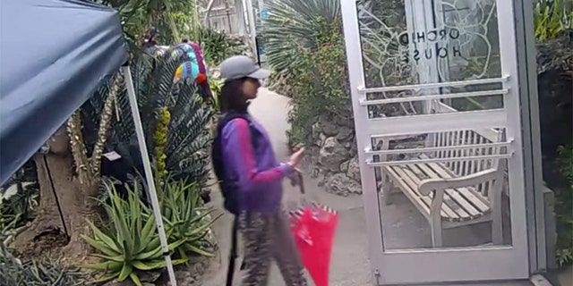 Police in Cincinnati are looking for this woman who they say was caught on video surveillance stealing a rare butterfly from the Krohn Conservatory.