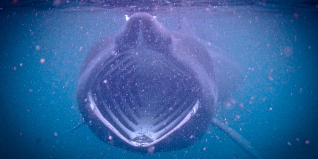 File photo - Basking Shark feeding on plankton during the bloom in the Scottish waters off the Isle of Coll.